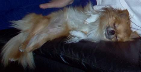 Chihuahua Victor - Godnat billede 10