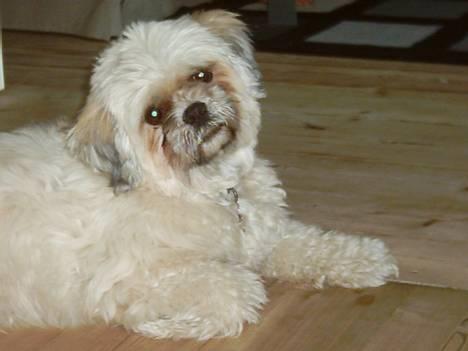 Lhasa apso Ozzy - her er så søde Ozzy-han er bare så kær.. billede 1
