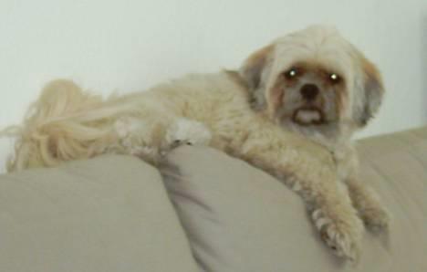 Lhasa apso Ozzy - Ligger lige og slapper af.. billede 3