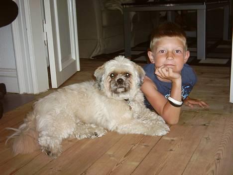 Lhasa apso Ozzy - Ozzy og jeg igen.. billede 4