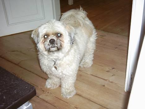 Lhasa apso Ozzy - Har du noget mad?? billede 5
