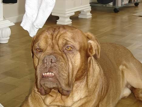 Dogue de bordeaux Basco billede 4