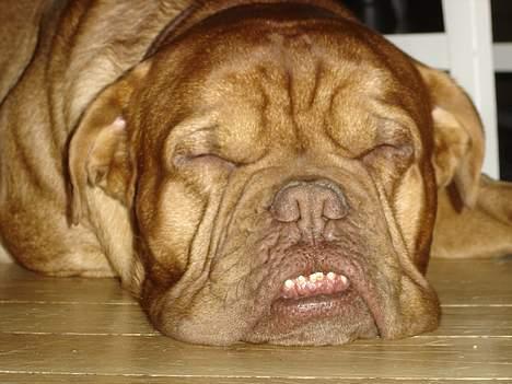 Dogue de bordeaux Basco billede 6