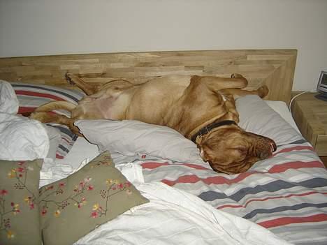 Dogue de bordeaux Basco - Zzzzz billede 7