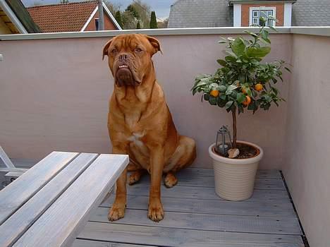 Dogue de bordeaux Basco - Dav... billede 8