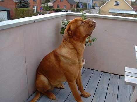 Dogue de bordeaux Basco - Lugter godt ik??? billede 9