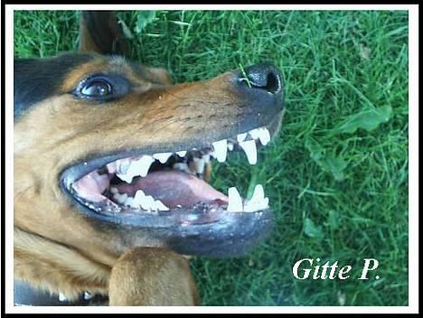 Blanding af racer (Rottweiler) Bølle - » Bølle. billede 4