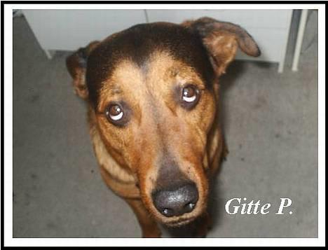 Blanding af racer (Rottweiler) Bølle - » Bølle. billede 5