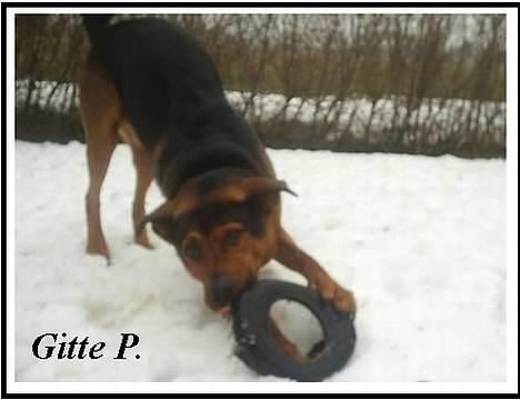 Blanding af racer (Rottweiler) Bølle - » Bølle. billede 8