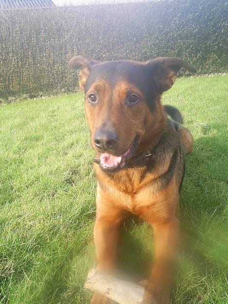 Blanding af racer (Rottweiler) Bølle - » Bølle. billede 3