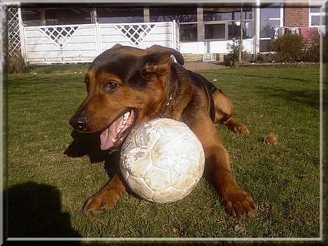 Blanding af racer (Rottweiler) Bølle - » Bølle. billede 6