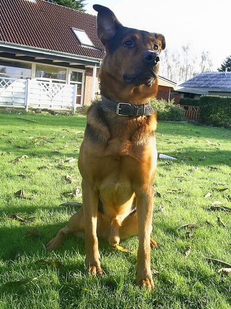 Blanding af racer (Rottweiler) Bølle - » Bølle. billede 2