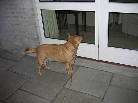 Blanding af racer * Mille * - "Åben den dør, jeg ville væk fra den dims!" *LOL* billede 2