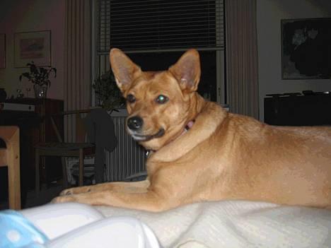 Blanding af racer * Mille * - Ny - "Hvorfor må jeg ikke være her oppe?" billede 7