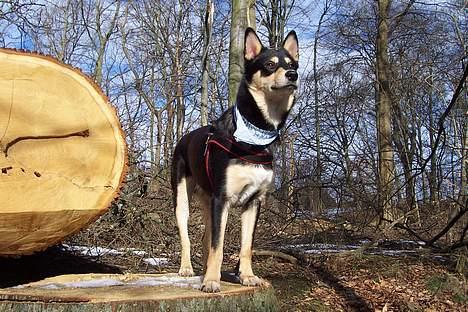 Finsk hyrdehund Disco billede 1