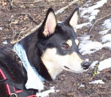 Finsk hyrdehund Disco billede 2