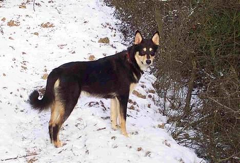 Finsk hyrdehund Disco billede 3