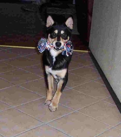 Finsk hyrdehund Disco billede 4