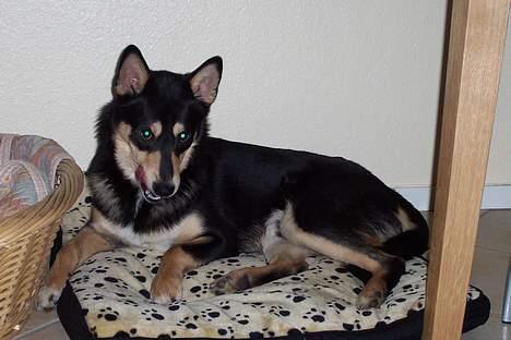 Finsk hyrdehund Disco billede 5