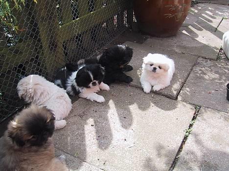 Pekingeser Thues Aicha - Aicha kigger lidt på hendes nye far og mor. Brødre og søster kigger med. billede 3