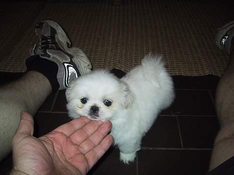 Pekingeser Thues Aicha - Aicha er 9 uger gammel, og min sko er en str 43 billede 4