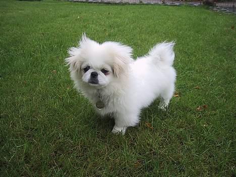 Pekingeser Thues Aicha - Vi kalder hende Einstein pga frisuren billede 5