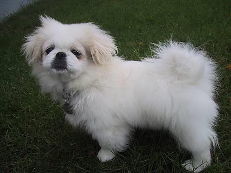 Pekingeser Thues Aicha - Er det sådan jeg skal stå. billede 6