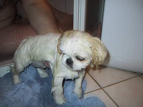 Pekingeser Thues Aicha - jamen Far, nu er jeg altså ren. billede 7