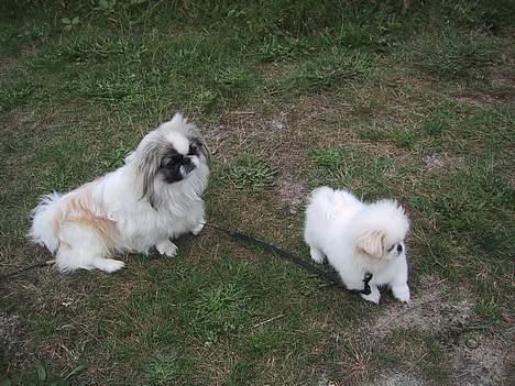 Pekingeser Thues Aicha - Kom så skat, vi skal ud og gå en tur. billede 8