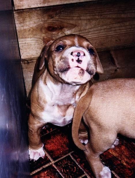 Amerikansk staffordshire terrier Chika's Lille Lemmy - Her er god klumpen min! billede 1