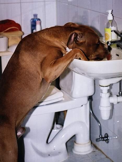 Amerikansk staffordshire terrier Chika's Lille Lemmy - Ett av Lemmys triks er å skru på krana og drikke...Han stenger den også.. billede 2