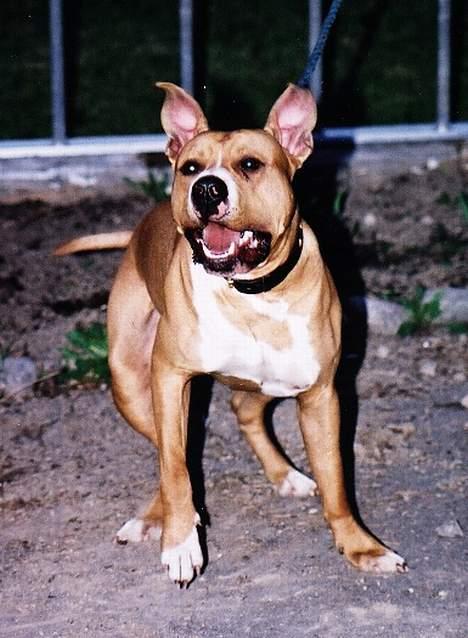 Amerikansk staffordshire terrier Chika's Lille Lemmy - Han er IKKE noen vakthund, men liker å leke det! billede 3