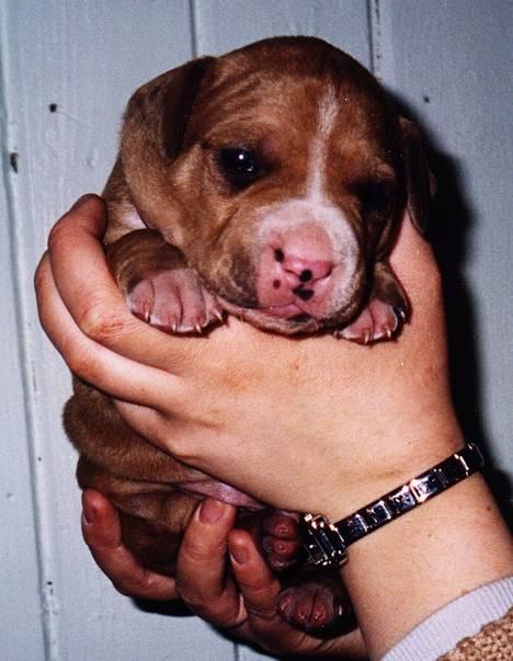 Amerikansk staffordshire terrier Chika's Lille Lemmy - Her er Lemmy 2 uker gammel.. billede 4