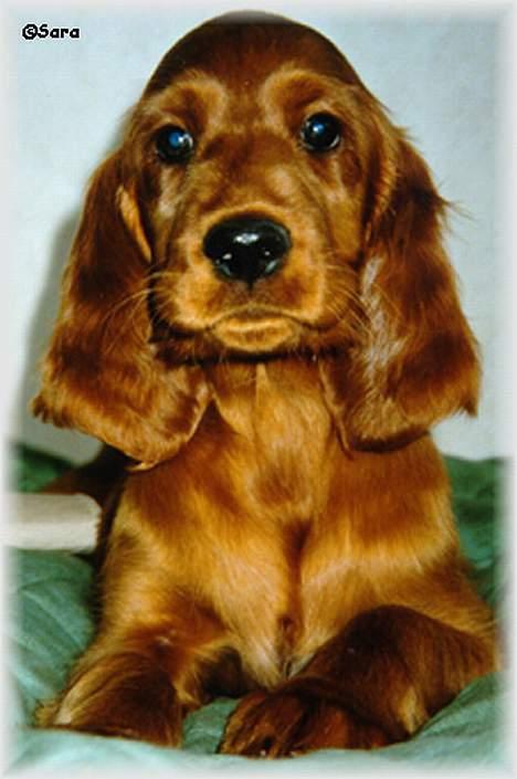 Irsk setter Sally - Som lille billede 1