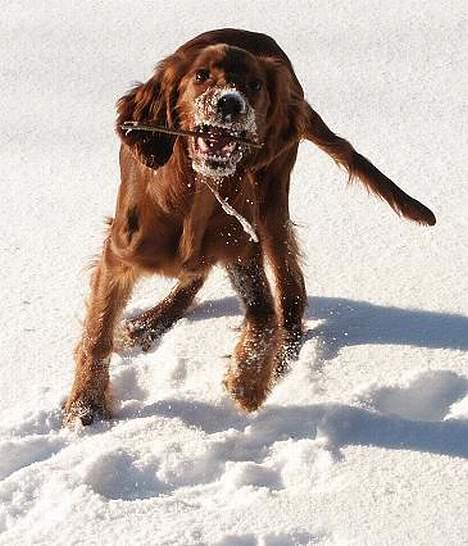 Irsk setter Sally - Lege billede 2