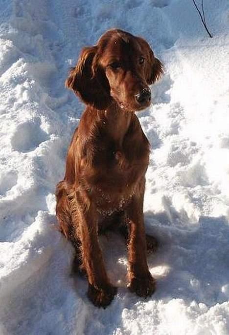 Irsk setter Sally - får øje på billede 3