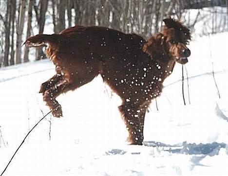 Irsk setter Sally - øhh hop billede 4