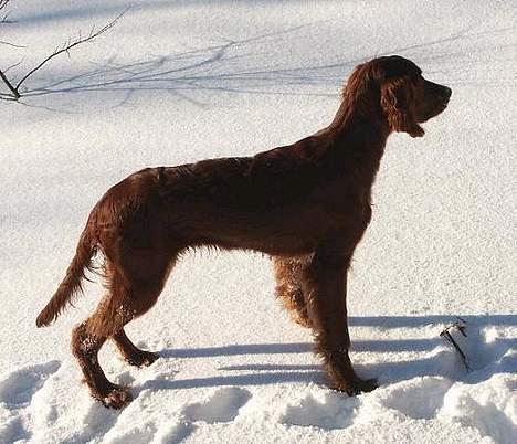 Irsk setter Sally - Flot billede 5