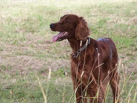 Irsk setter Sally - Jagt billede 6