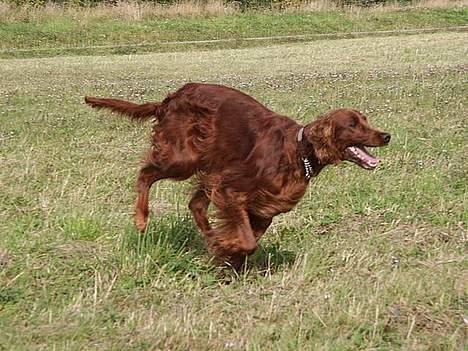Irsk setter Sally - Løb billede 7