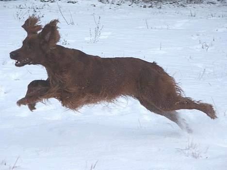 Irsk setter Sally - Løbe billede 8