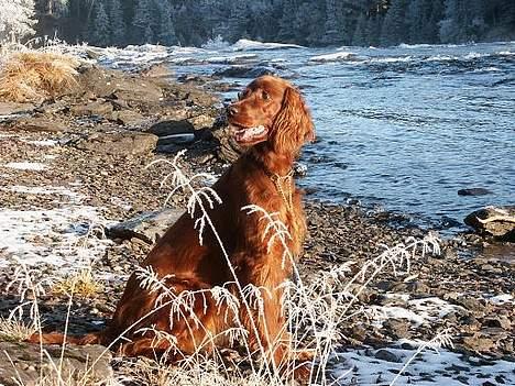 Irsk setter Sally - Jagt, hved Å billede 9