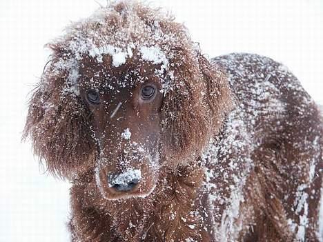 Irsk setter Sally - Sne pudel! billede 10