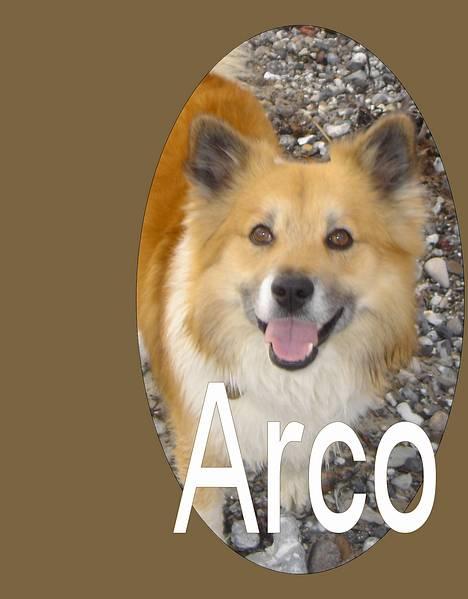 Islandsk fårehund Arco - Arco billede 1