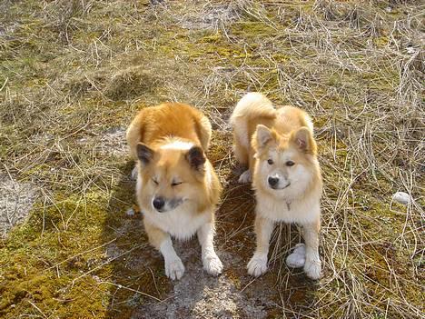 Islandsk fårehund Arco - Arco og veninde billede 2