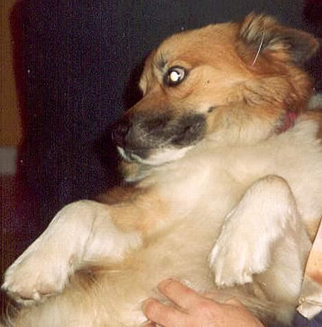 Islandsk fårehund Arco - Arco hygger billede 4