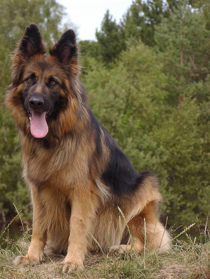 Schæferhund Slottes Sasja - 6-7 08 billede 6