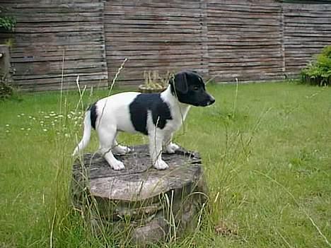 Blanding af racer Kira - Her er Kira 9 uger Hun vogter allerede over hendes have ;) billede 2