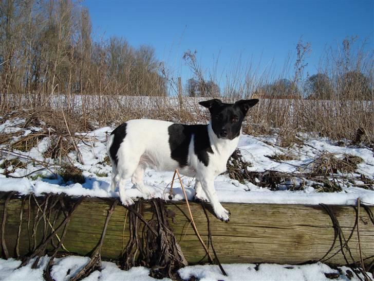 Blanding af racer Kira billede 3