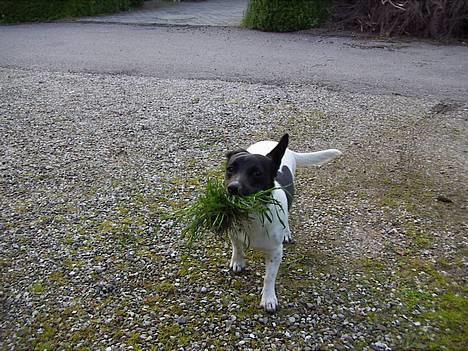Blanding af racer Kira - Kira elsker at hjælpe til med at fjerne ukrudt billede 4